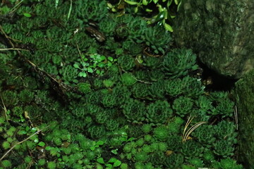 flower bed of green succulents