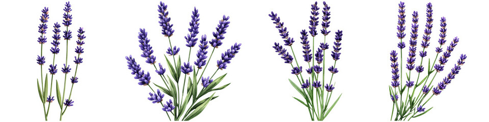 Fototapeta premium Watercolor lavender design and botanical minimalist, A cluster of purple lavender flowers with green leaves, showcasing multiple stems and a vibrant color palette.