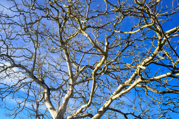 Ramas sin hojas de arbol grande en invierno