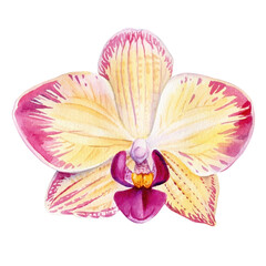 Orchid flower. Yellow watercolor orchid flowers isolated white background botanical illustration, tropical nature art © Hanna