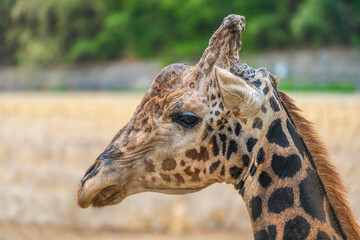 Close-up of the head of a giraffe with one ear forward