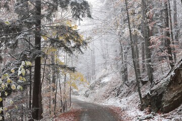 Forest path after the first snowfall in mid-November
