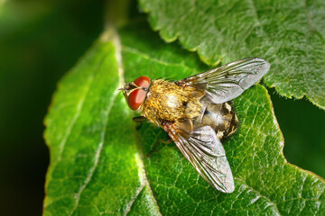 Graugelbe Polsterfliege (Pollenia rudis) Männchen auf einem grünen Blatt - Baden-Württemberg, Deutschland