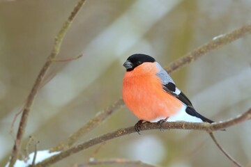 A beautiful male bullfinch sits on a snowy twig.  Pyrrhula pyrrhula