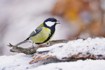 A cute great tit sits on a snowy branch. Parus major