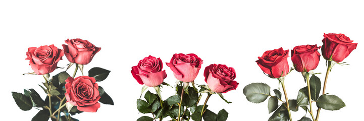 Set of a, 3 red roses on a solid background with the text Happy Rose Day, my Love in a cursive font, isolated on a transparent background.