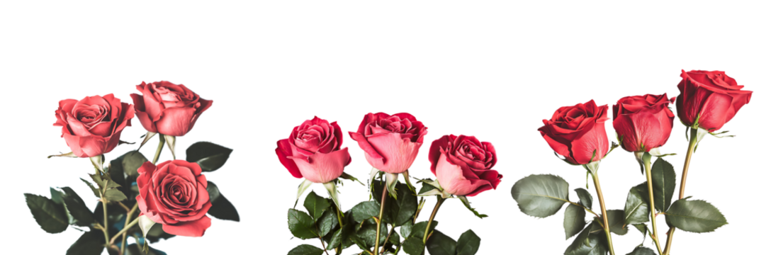 Set of a, 3 red roses on a solid background with the text Happy Rose Day, my Love in a cursive font, isolated on a transparent background.