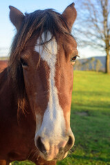 Retrato de caballo marrón en terreno cercado 