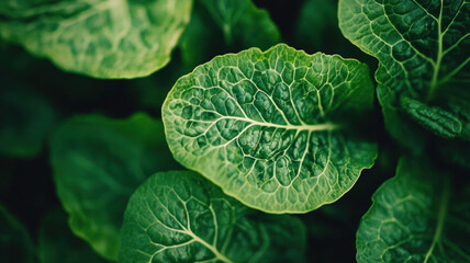 Obraz premium Detailed Green Plant Leaves with Vibrant Veins Pattern Showing Natural Organic Structure