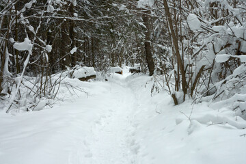Picturesque winter landscape. Snow-covered forest with a snow-covered footpath going far away.