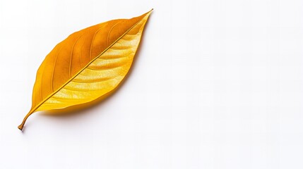Golden autumn leaf on a white background.  A single, dried leaf, showcasing the warm colors of fall.