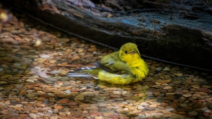 Wilson's Warbler