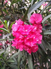 Fototapeta premium pink flowers in the garden