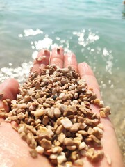 hands holding seashells on the beach