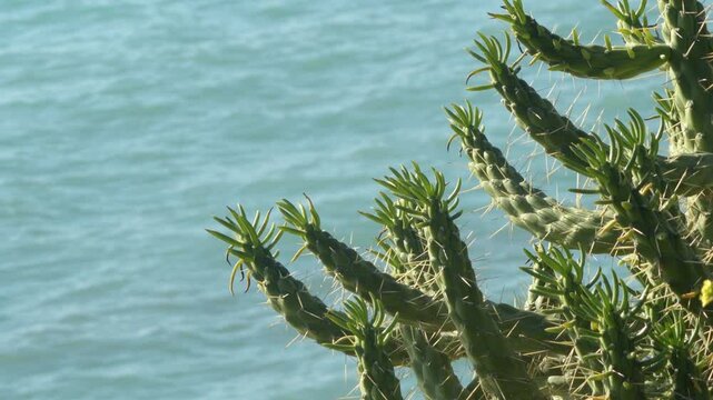 Cactus plant together sea