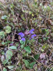 bee on a flower