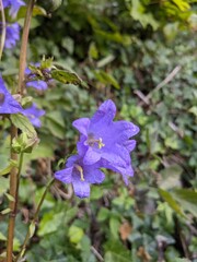 flowers in the forest