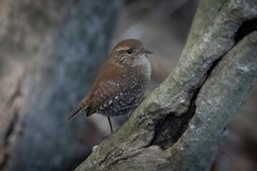 Winter Wren