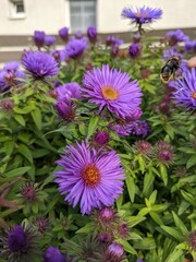 Obraz premium flowers in the garden