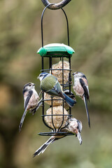 A close up of a blue tit and long-tailed tits eating suet balls in winter, with a shallow depth of field © lemanieh