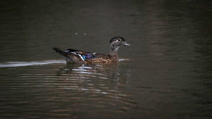 Wood Ducks