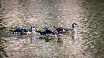 Wood Ducks