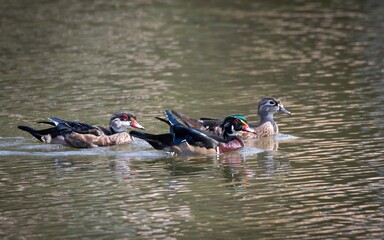 Wood Ducks
