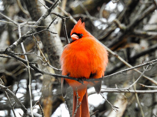 Male Cardinal providing a pop of bright colour on an otherwise grey winter day
