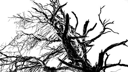 Dry tree low angle view isolated graphic