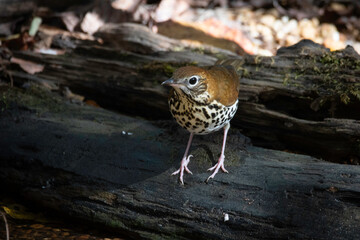 Wood Thrush