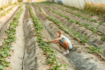 A gardener girl takes care of cucumbers in a farm greenhouse