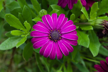 Obraz premium Colorful and vibrant flower found in a garden