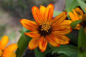 Colorful and vibrant flower found in a garden