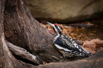 Yellow-bellied Sapsucker