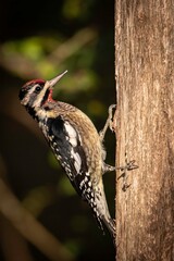 Yellow-bellied Sapsucker