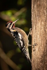 Yellow-bellied Sapsucker