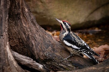 Yellow-bellied Sapsucker
