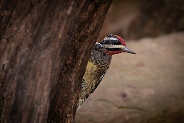 Yellow-bellied Sapsucker