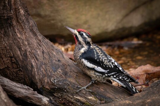 Yellow-bellied Sapsucker