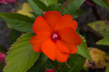 Colorful and vibrant flower found in a garden