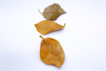 Naklejka premium Dry leaf fallen from an old tree