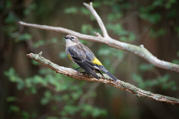 Yellow-rumped Warbler