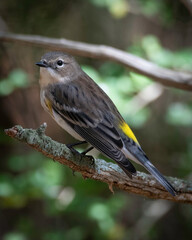 Yellow-rumped Warbler