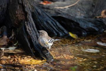 Yellow-rumped Warbler