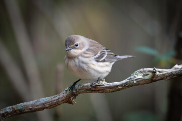 Yellow-rumped Warbler