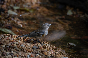 Yellow-rumped Warbler