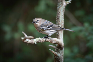 Yellow-rumped Warbler