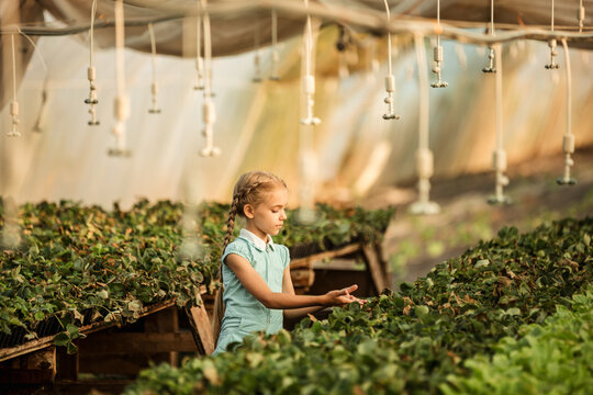 young girl takes care of growing strawberries in a greenhouse farm, agriculture, small business concept. - Powered by Adobe