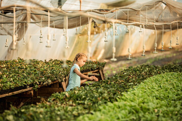 young girl takes care of growing strawberries in a greenhouse farm, agriculture, small business concept.