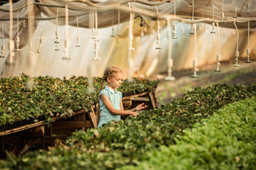 young girl takes care of growing strawberries in a greenhouse farm, agriculture, small business concept.